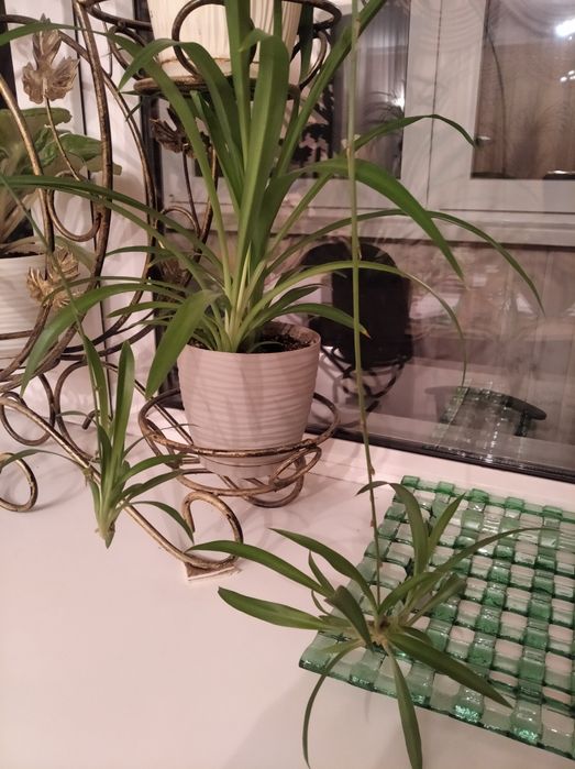 ХЛОРОФИТУМ ростки / детки (поштучно)