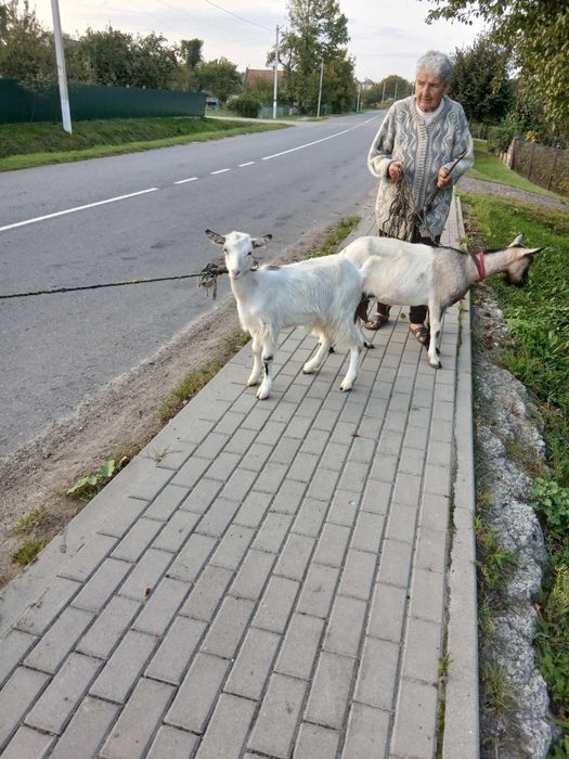 Коза дойна/молочна/молоко