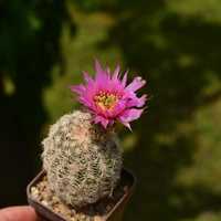 Продам кактус.  Echinocereus reichenbachii