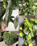 Nadwyżka roślin alokazja, epipremnum, monstera, filodendron