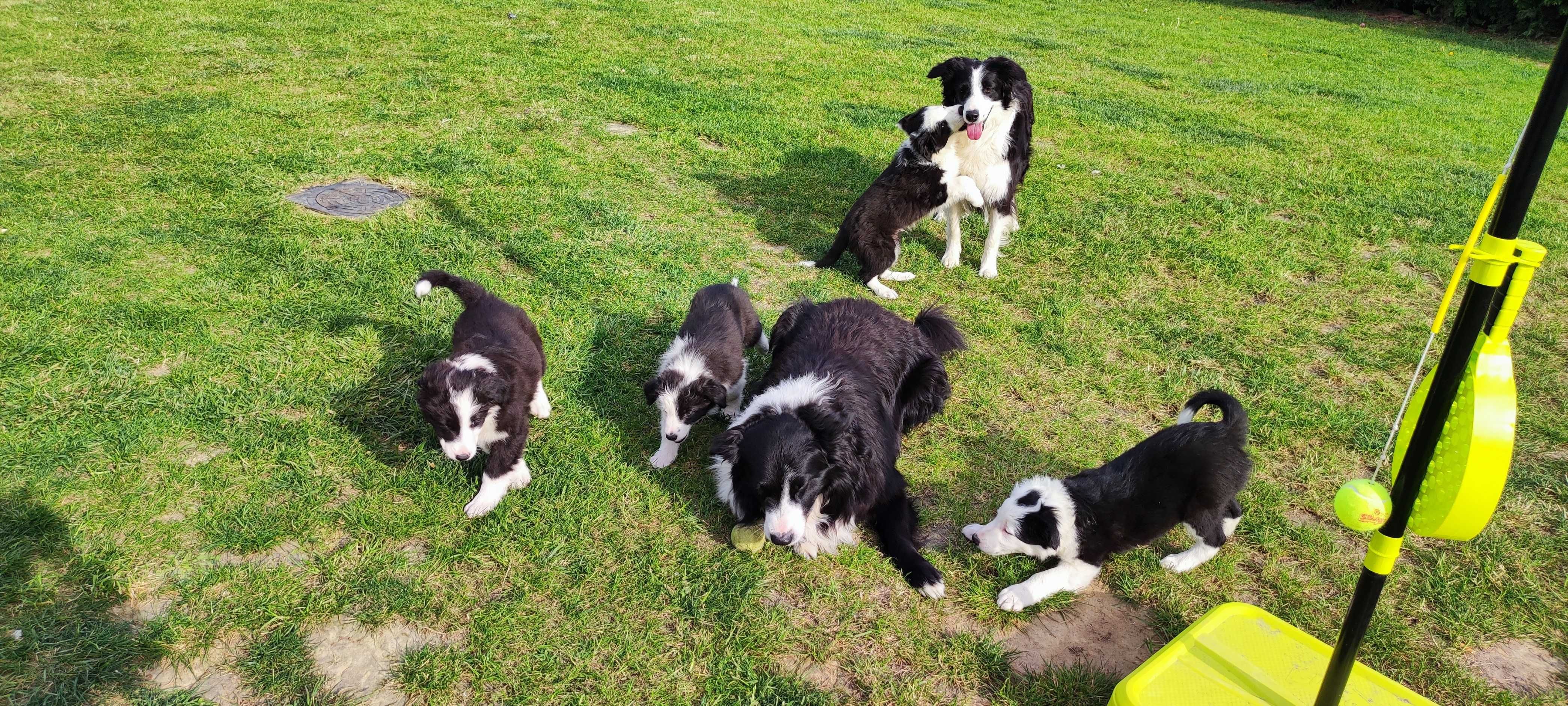 Piesek Border Collie - Bruno