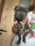 Suczka Blue Amstaff niebieska szczeniak super mądre połączenie Rodowód