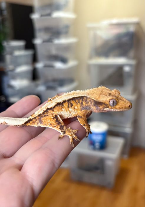 Gekon orzesiony samica