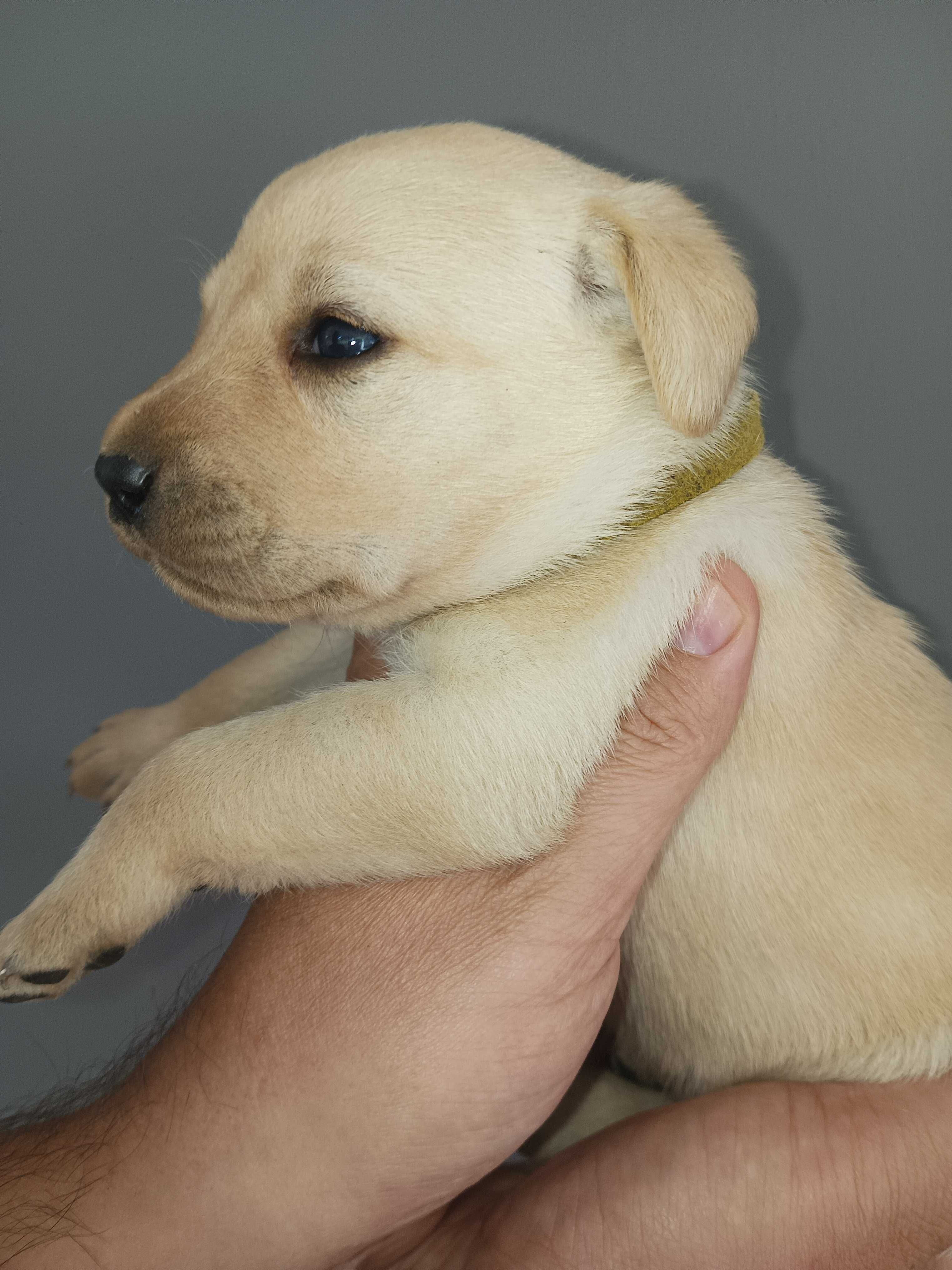 Labrador Retriever genetyczne ID DNA czysty biszkopt