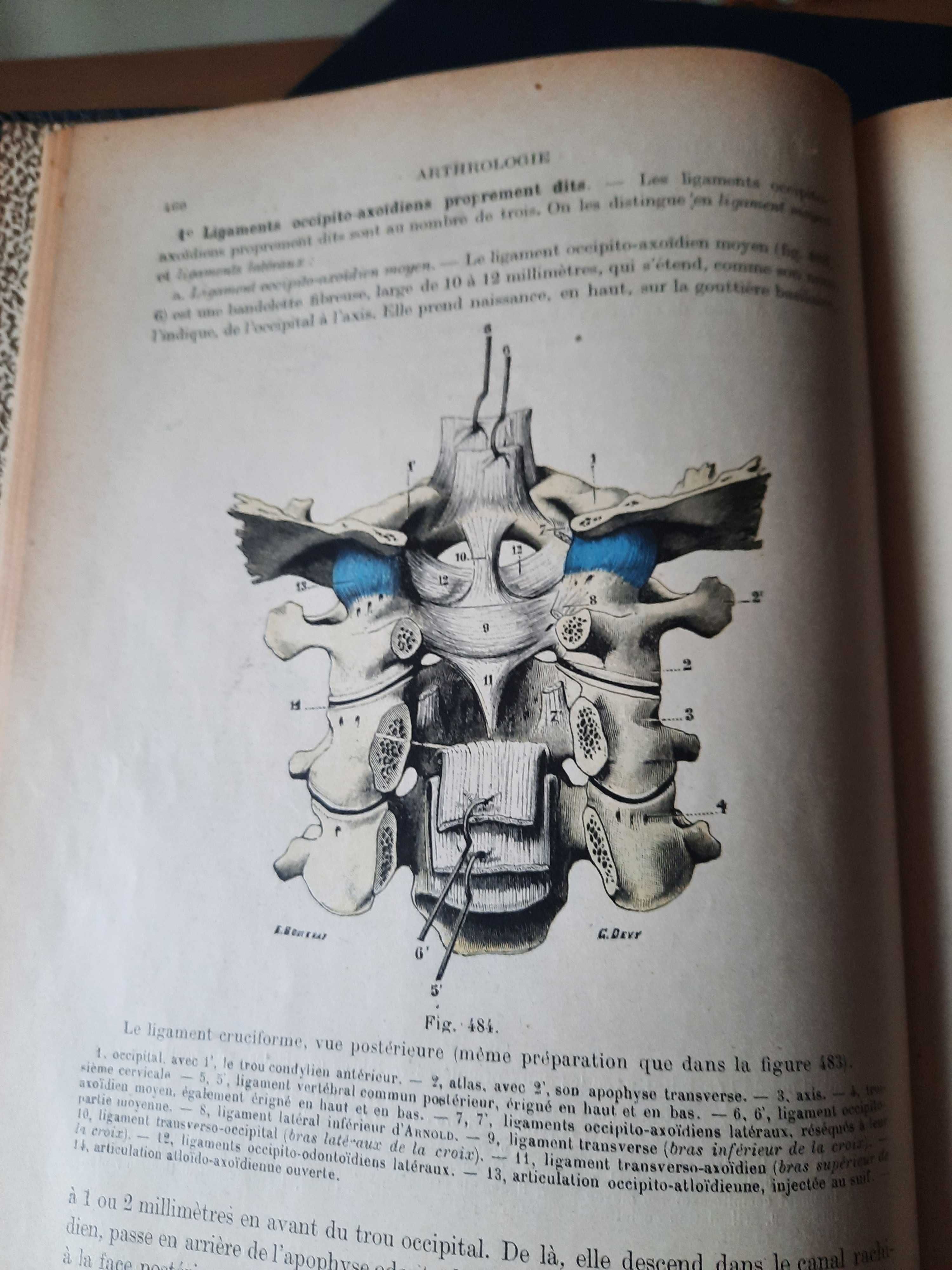 Tratado Anatomia - Testut , L .