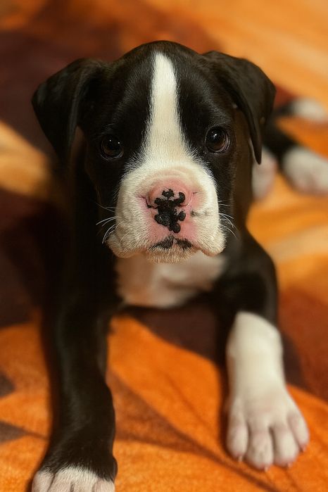 Szczeniak boksera – z rodowodem, do odbioru w grudniu