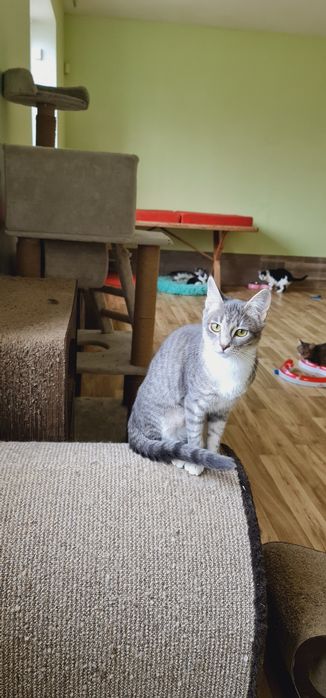 Кошеня дівчинка смугаста сіробіла