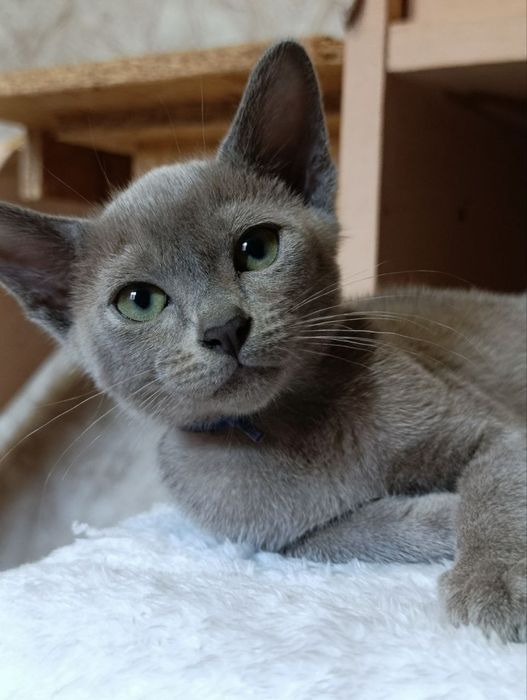 Котики,Бурма голубая, мальчики