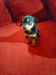 Pinscher mini fêmea