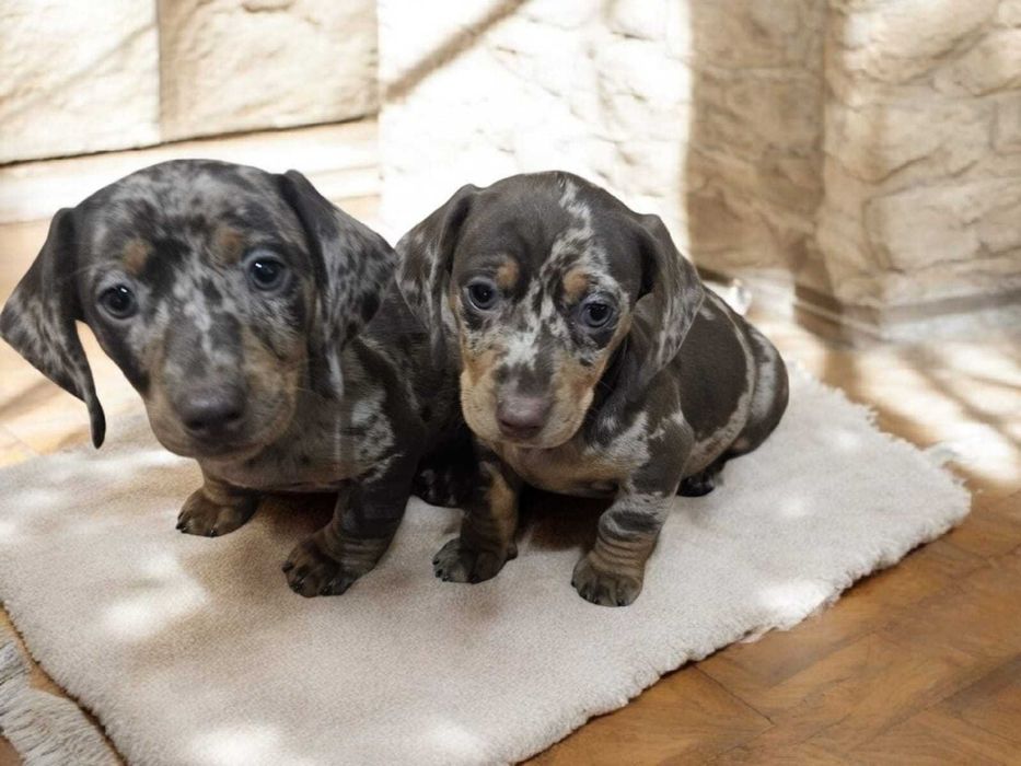 Suczka jamnik miniaturowy krótkowłosy choco merle