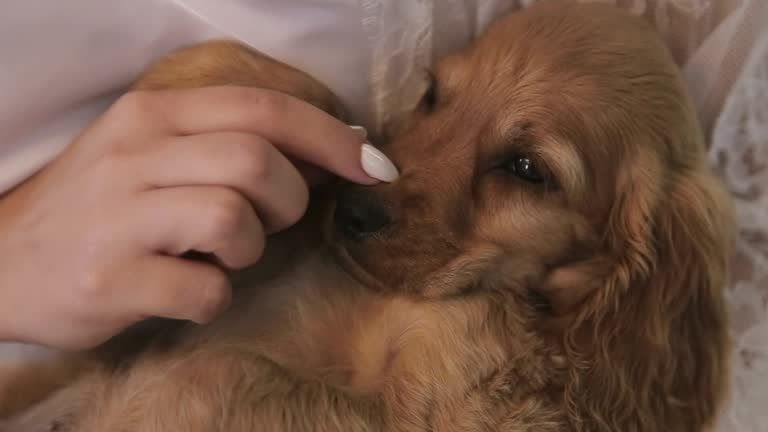 Продаються чарівні цуценята англійського кокер-спанієля!