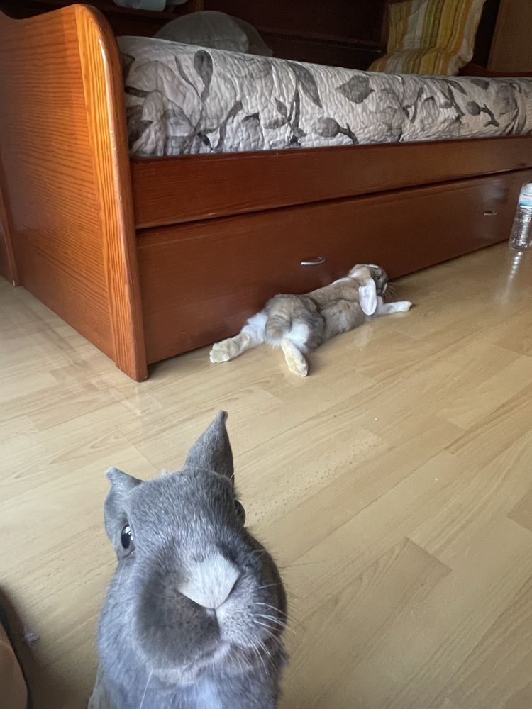 Casal de coelhos