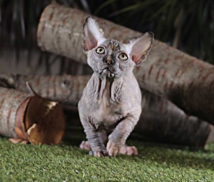 Очень красивая, ласковая, милая, игривая малышка.