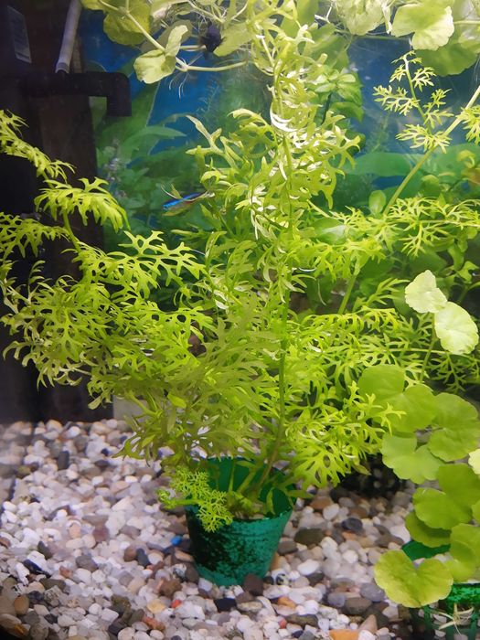 Paprotka wodna - zamienię lub sprzedam