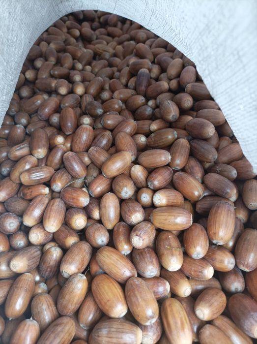 Жолудь, жолуді дуба звичайного (черешчатого) 2025 р.