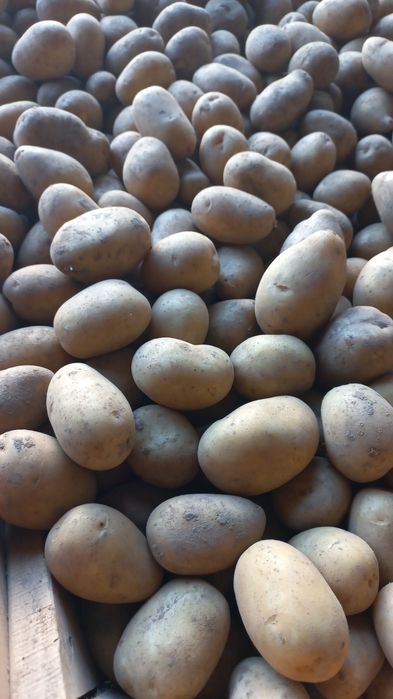 Ziemniaki Soraya 35-50