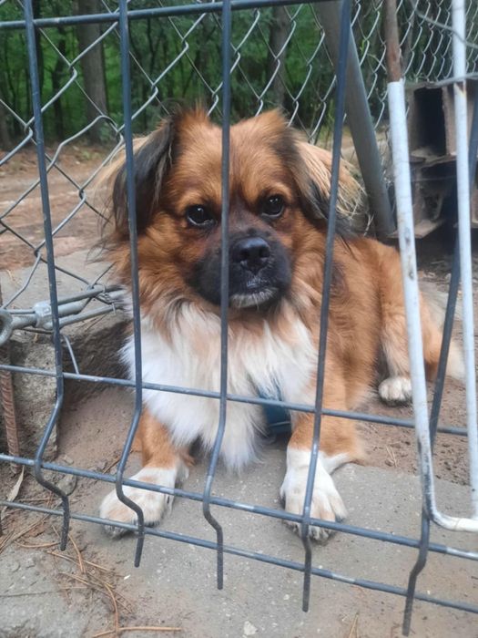 Pekinczyk młody pies do adopcji 3 lata