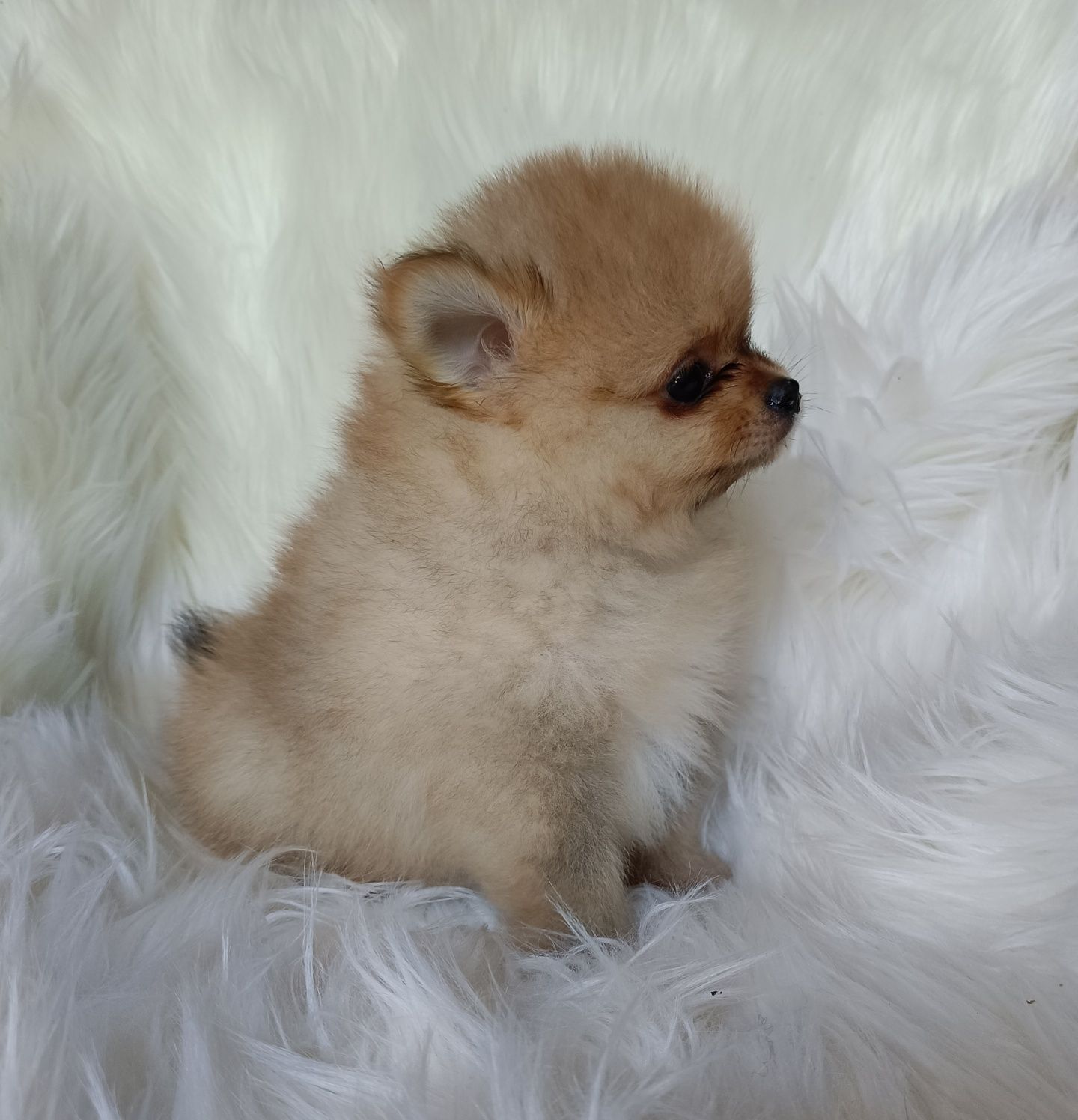Szpic miniaturowy pomeranian piesek xs