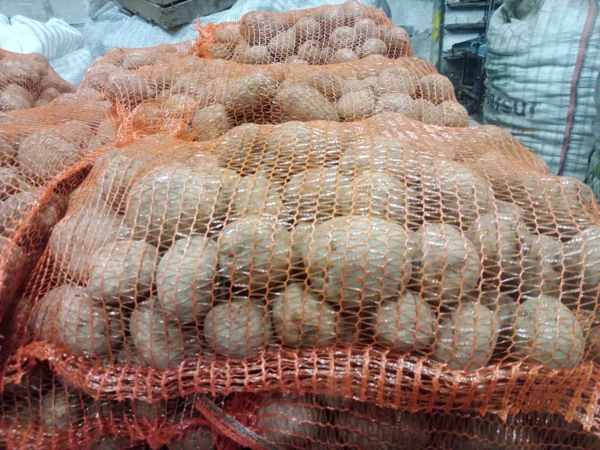 Ziemniaki jadalne Belaroza Wineta gala Satina transport