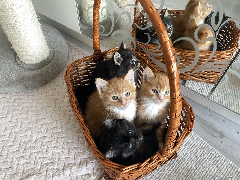 Коти безплатно! Котята gatito