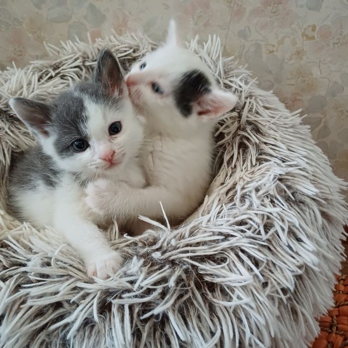 Кошенята шукають прийомні родини