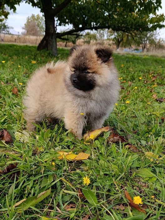 Szpic miniaturowy pomeranian  sunia