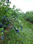 Borówka Amerykanska sadzonki borówki plantacja borówki krzaki borówki