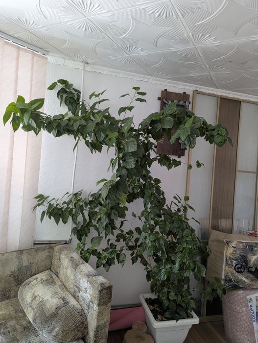 Гібіскус китайський