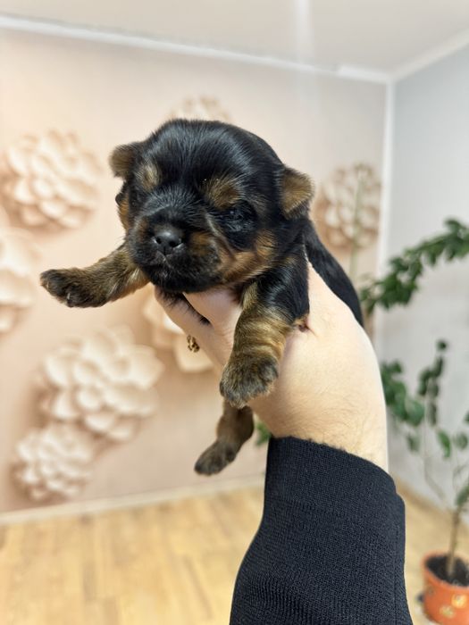 Йоркширський терєр хлопчик