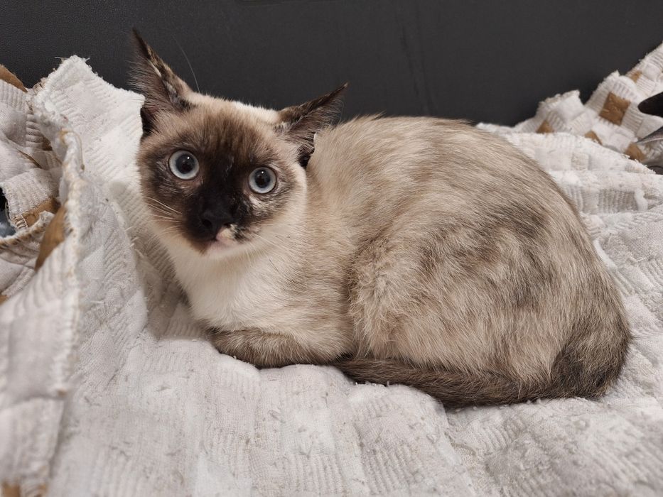 Coralina, para adoção