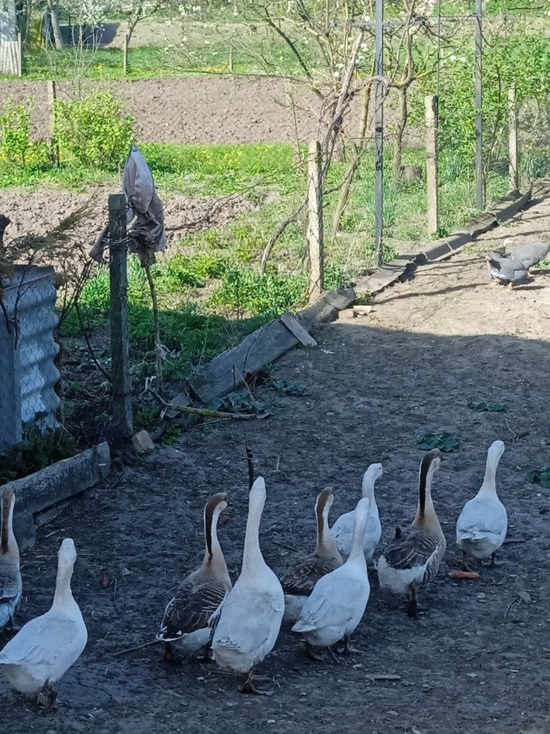 Гусячі яйця породи Лінда, Кубанська