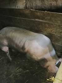 Осіменіння свиней