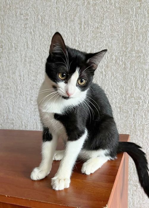 Отдам _ кошки_ котята_ яся