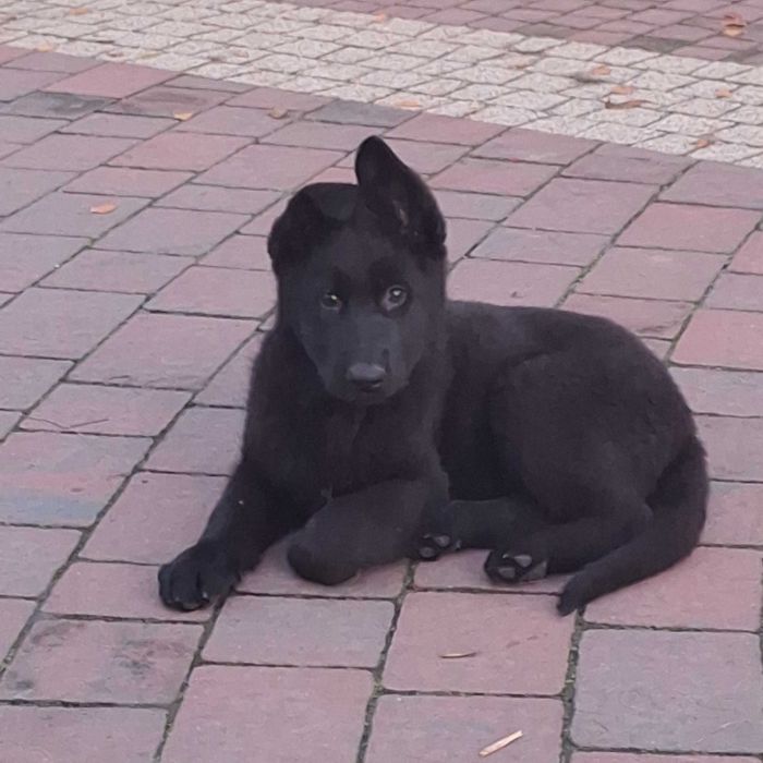 Owczarek niemiecki czarna  suczka