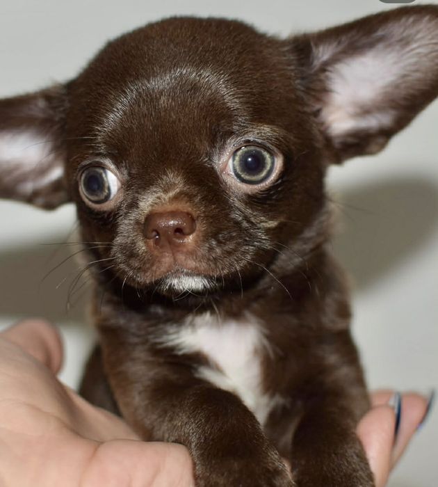 ,Щоколадні малюки під Ялиночку