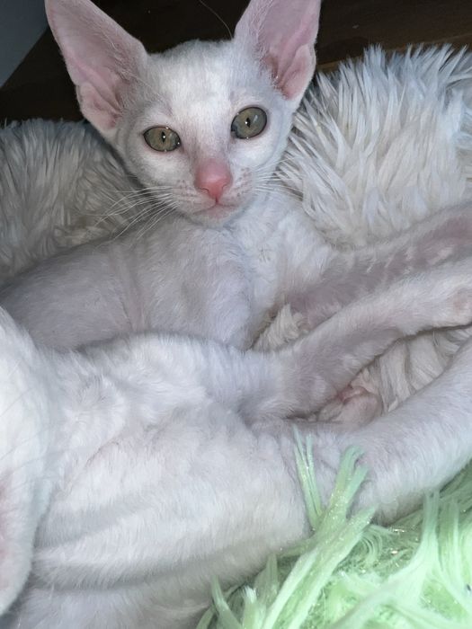 KOTKA Cornish Rex – wyjątkowa dziewczynka  FPL