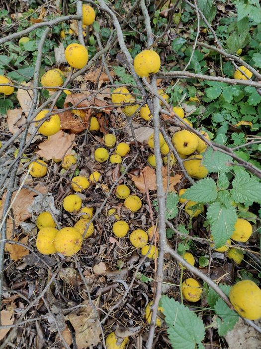 Owoce pigwowiec japoński