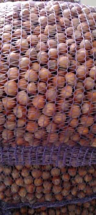 Горіх фундука урожай 2025р