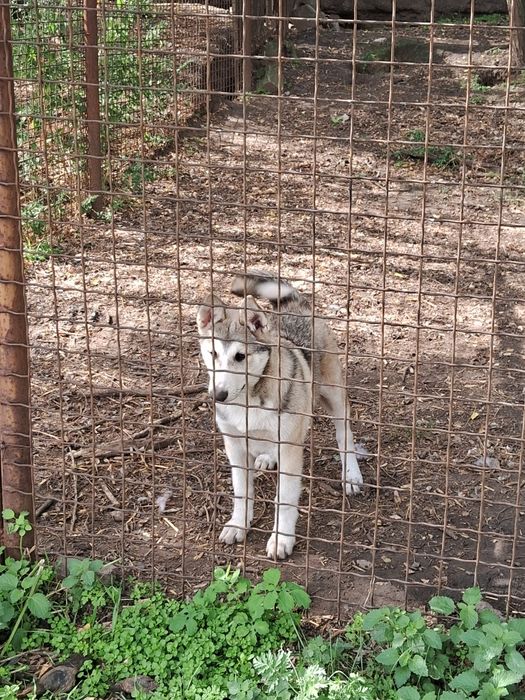 Цуценята західно-сибірської лайки щенки западно-сибирской лайки