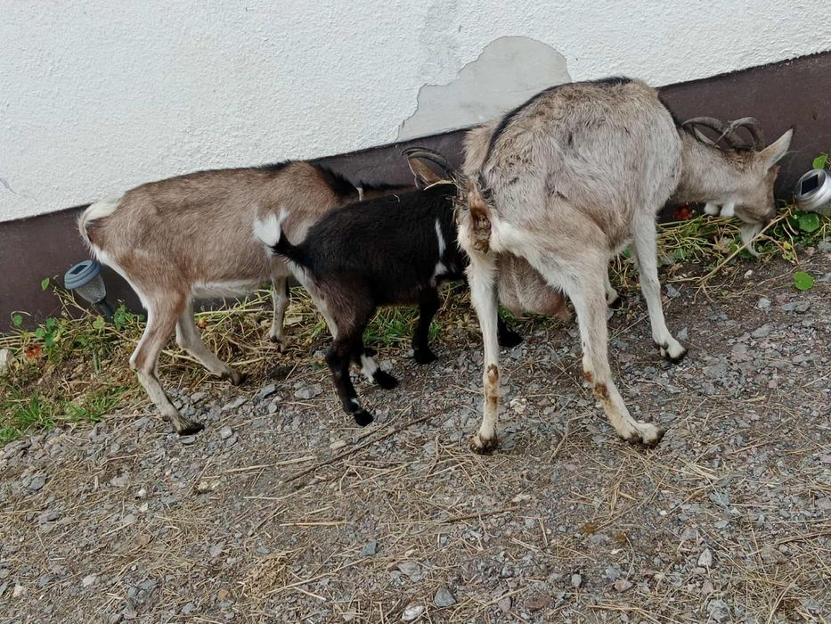 3 kozy dorosłe i 2 małe