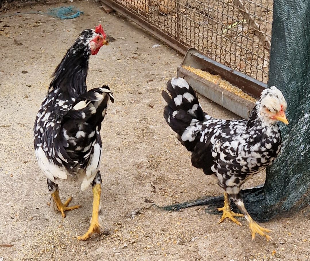 Casal de garnizes de poupa  novos