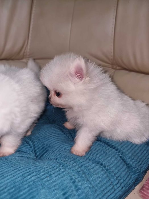 Шпиц с размером горошка