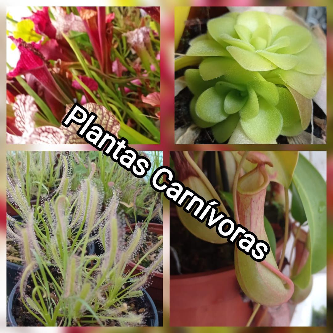 Plantas Carnívoras