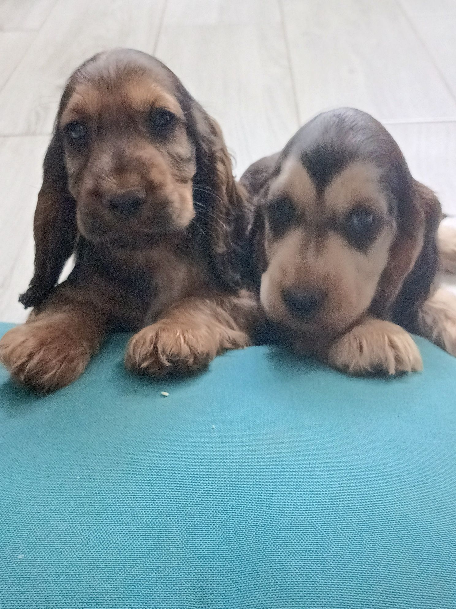 Piesek Cocker Spaniel