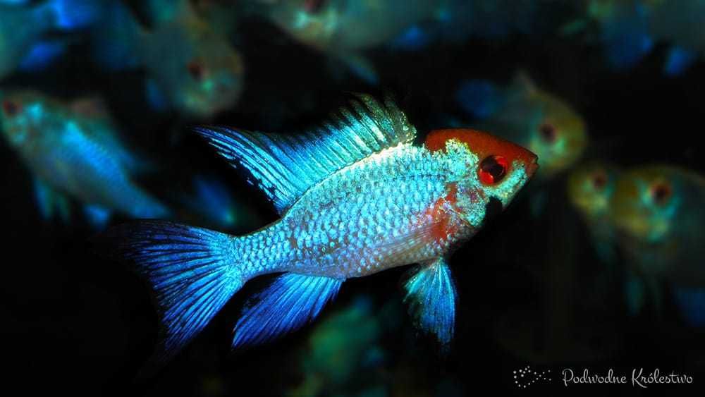 Ramireza electric blue od Neon Zoo