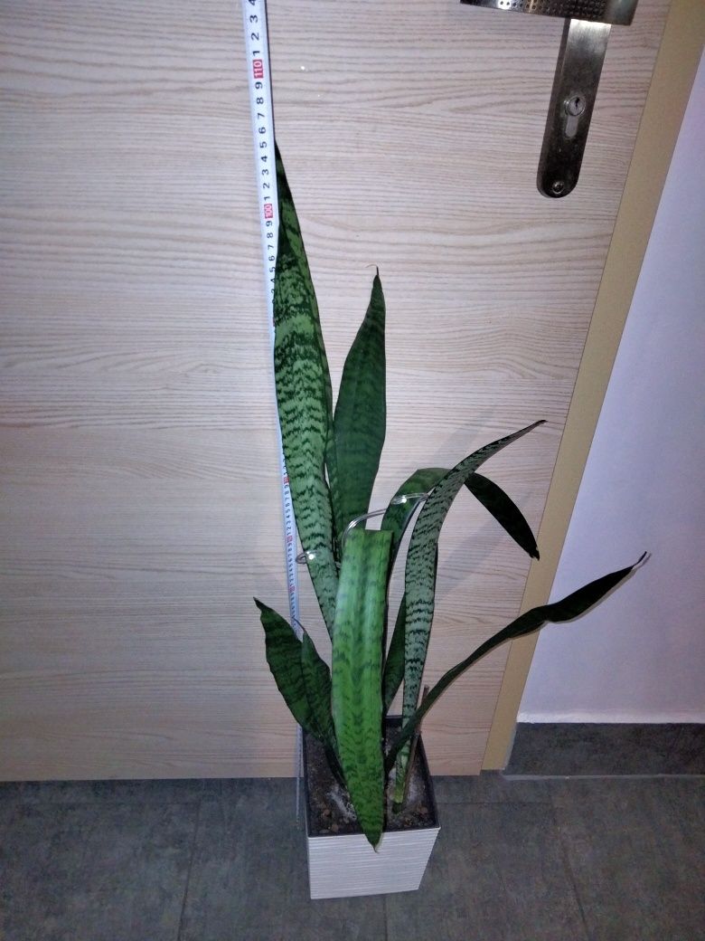 Sansevieria duża ponad 1 metr