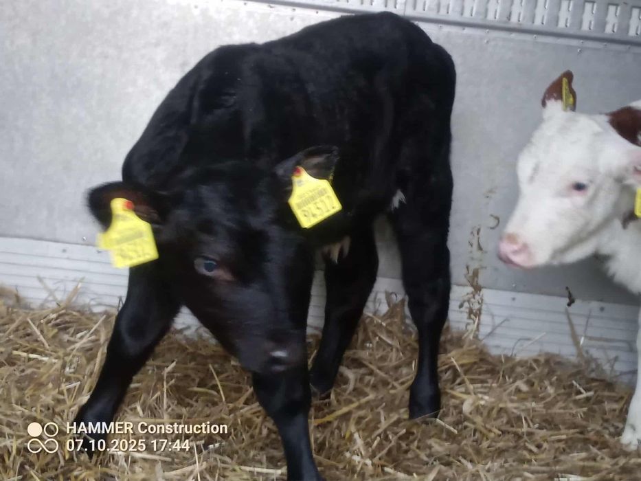 Sprzedam byczki mięsne