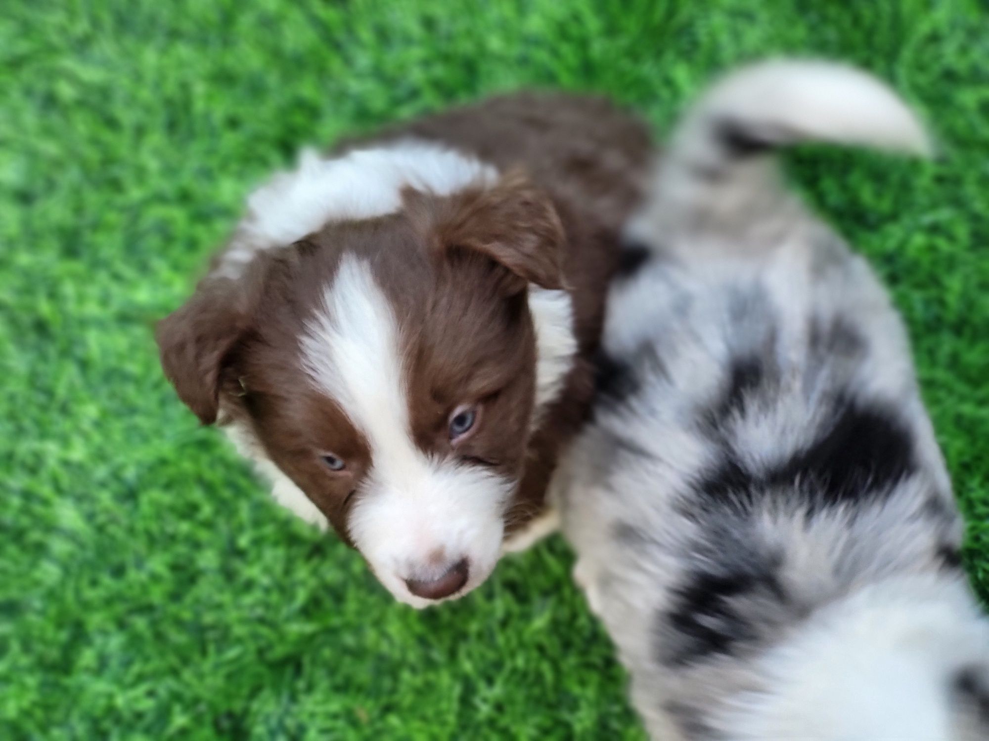 Border collie rezerwacja