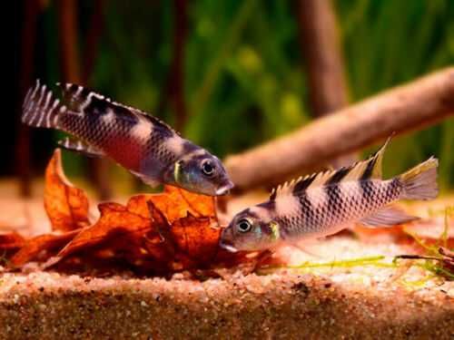 Barwniak transvestitus - Nanochromis transvestitus - dowóz, wysyłka