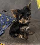 Sprzedam śliczną suczkę rasy Yorkshire Terrier